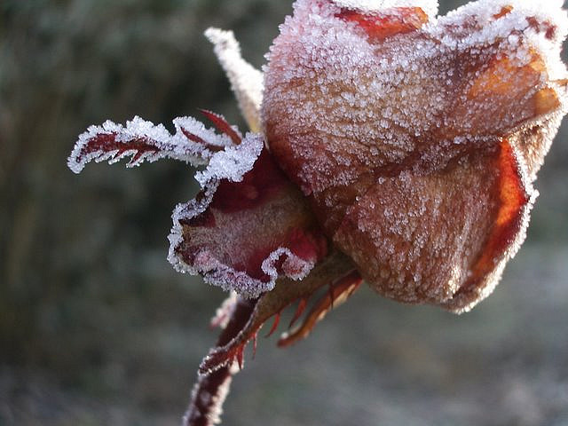 Iced Rose - Foto Alexander von Halem