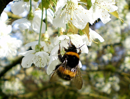 Bumblebee - Hummel im Schlossgarten von Zeilitzheim (Franken)