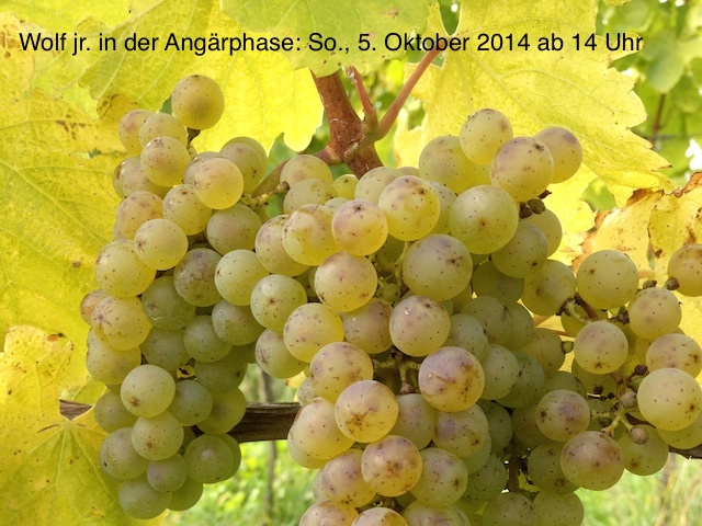 Wolf jr. in der Angärphase Federweißer Weingut Wein von 3 am 5.10.2014