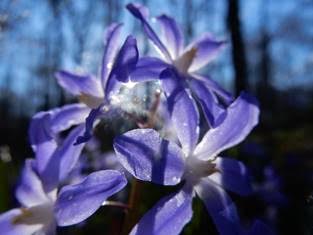 Blaue Blüten Foto Eberhardt Ott